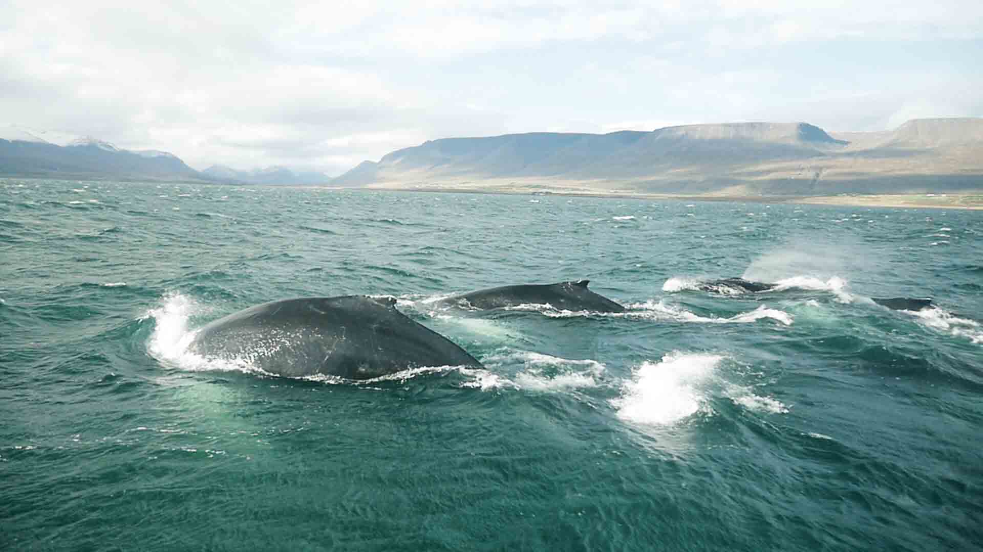 Acabar con la caza descontrolada de ballenas supone un desafío para la conservación de ballenas para mitigar los efectos del cambio climático