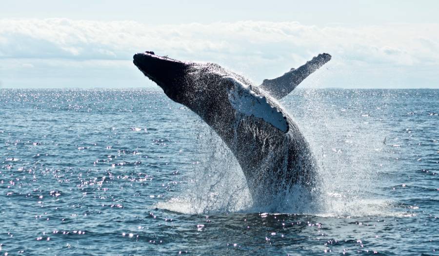 Conservación de las ballenas y cambio climático - Fundación Aquae