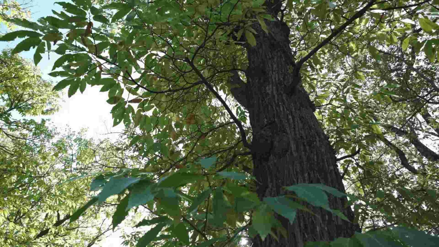 El Castaño, testigo milenario de la historia - Fundación Aquae