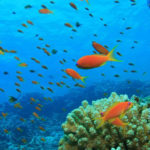 conservación de los océanos