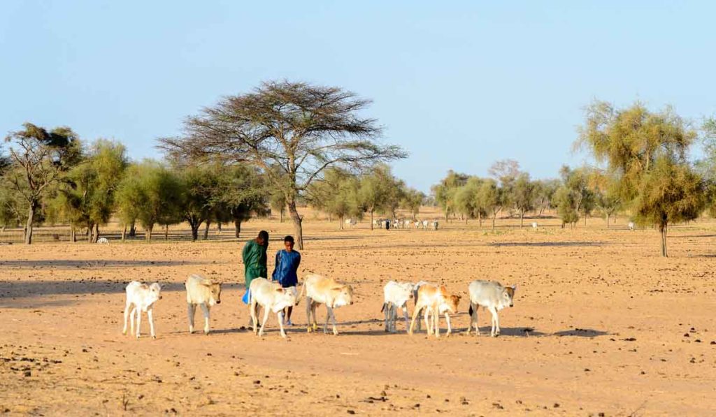 acciones para evitar la desertificación