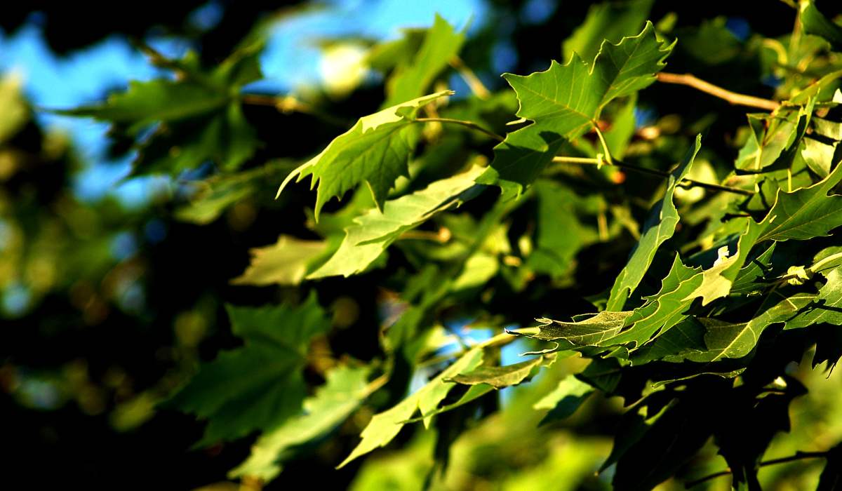 Qué es la fotosíntesis. Procesos - Fundación Aquae