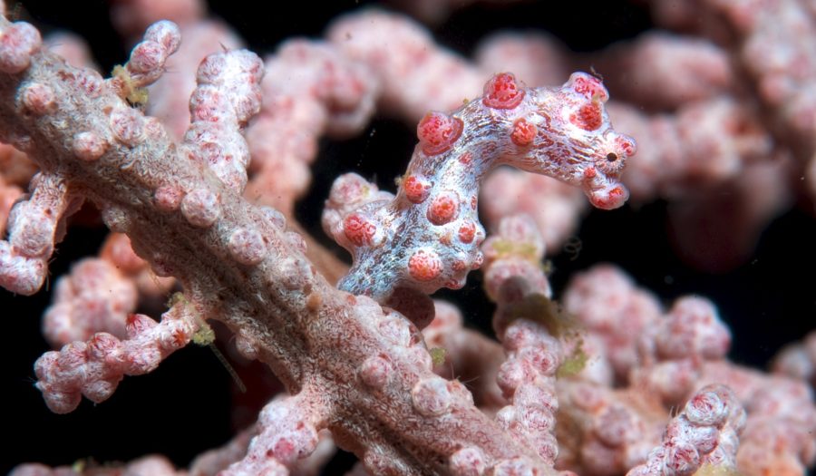 Una de las especies que se camuflan es el caballito de mar pigmeo, muy típico en Indonesia 