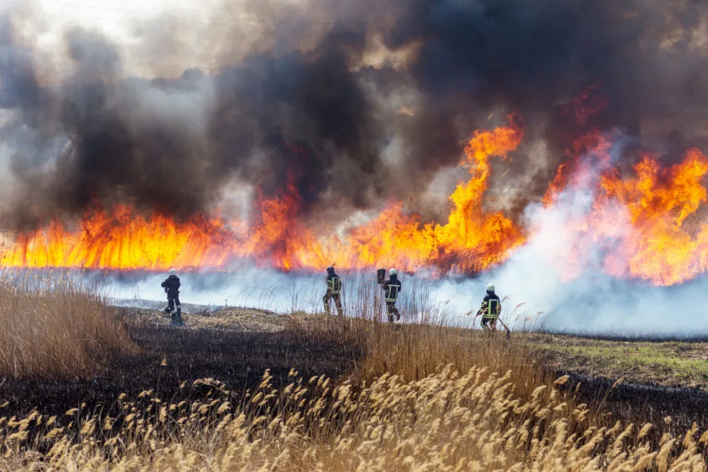 Por qué los incendios forestales son más devastadores? - Fundación Aquae