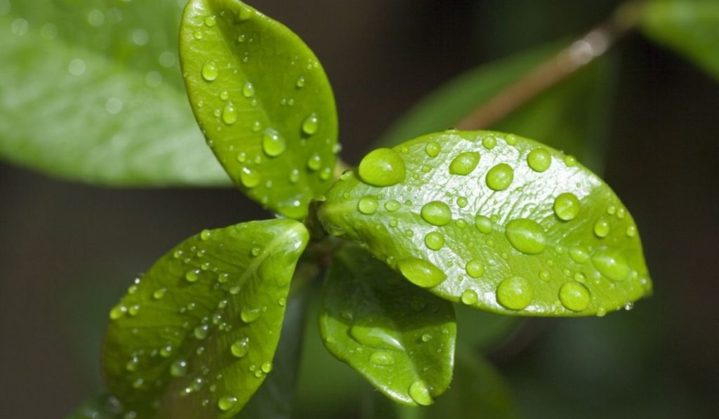 fotosintesis de las plantas