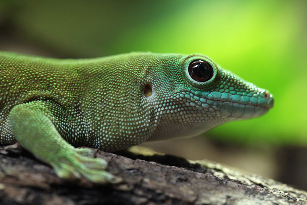 El gecko de Madagascar es una especie animal que se camufla para pasar desapercibido 