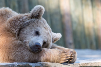 El erizo es uno de los animales que hibernan