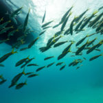 Las especies invasoras son un problema medioambiental que afecta a la biodiversidad marina