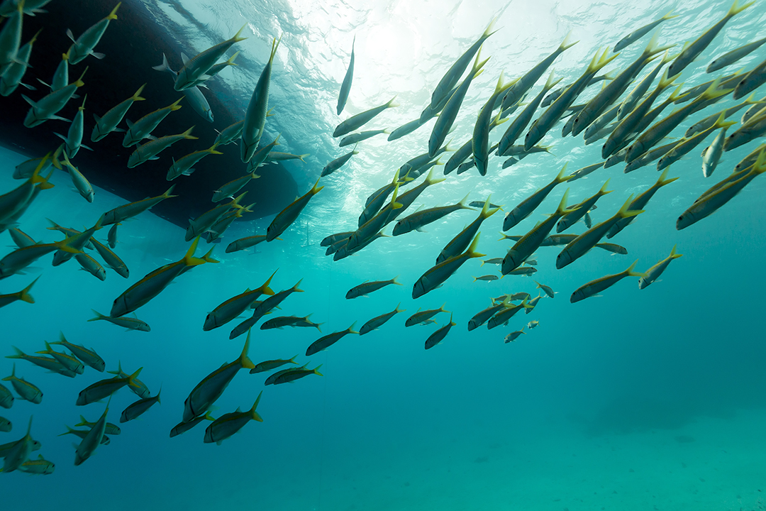 Especies invasivas marinas