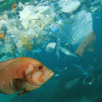 Las islas de plástico en el mar son una consecuencia directa de la contaminación que provoca no solo la muerte de millones de animales, sino también afecta a nuestra salud por el consumo de microplásticos en los peces que consumimos