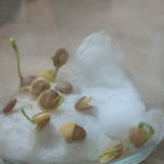A lo largo de este experimento explicamos el proceso de germinación de las semillas al sembrar lentejas en un tarro de cristal con algodón y agua