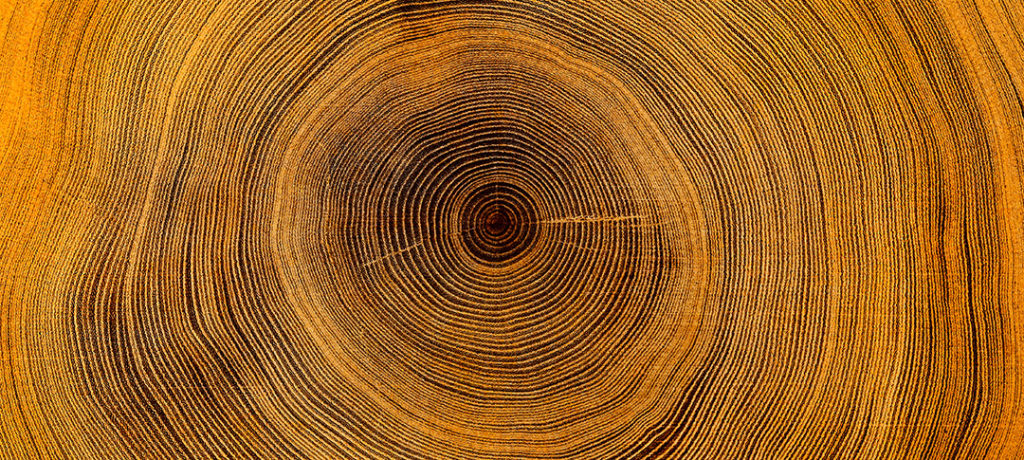 Dendrocronología ciencia que estudia el pasado de los árboles a través de los anillos de su tronco