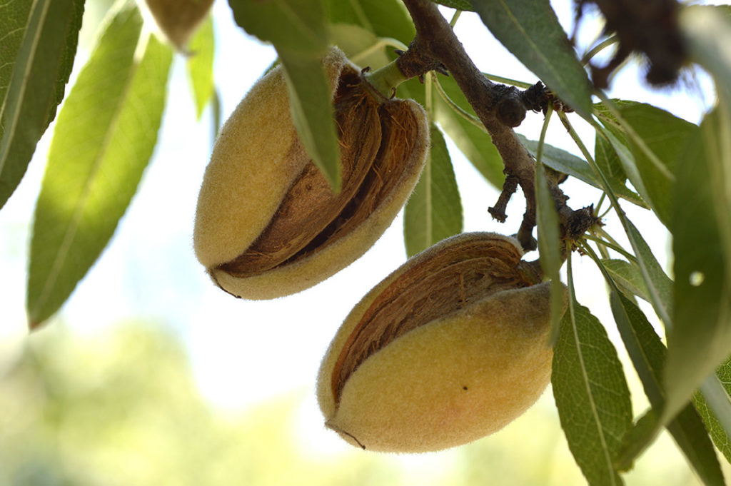 El almendro y su flor que anuncian la primavera