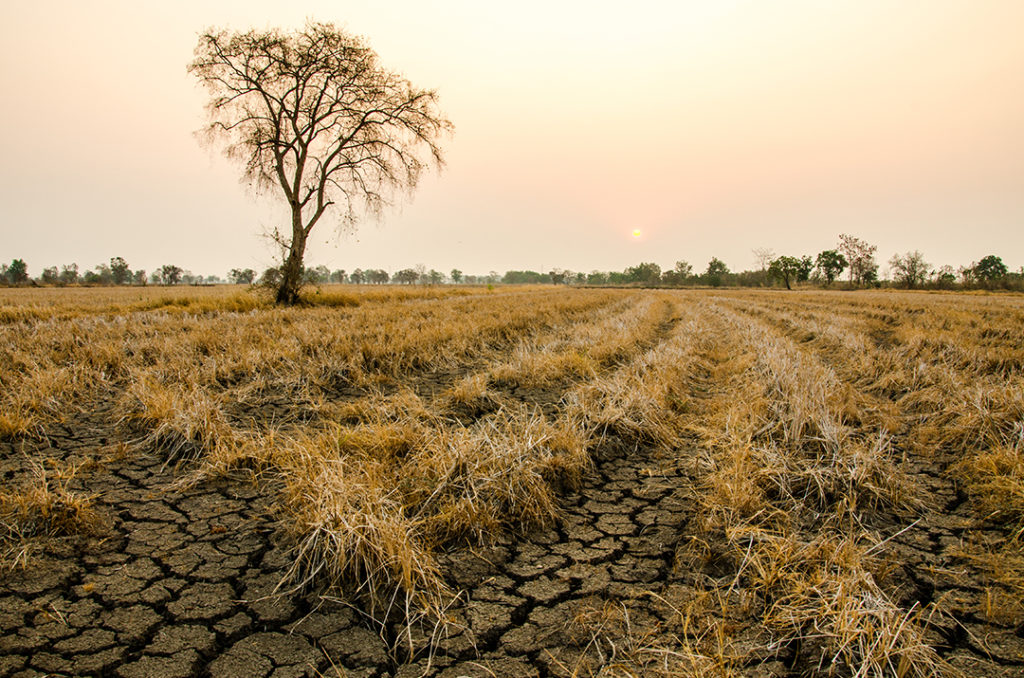 La sequía es uno de los fenómenos climatológicos más recurrentes de la zona del Corredor Seco