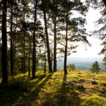 La restauración forestal forma parte de los Objetivos de Desarrollo Sostenible