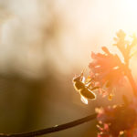 Las abejas clave para el desarrollo sostenible