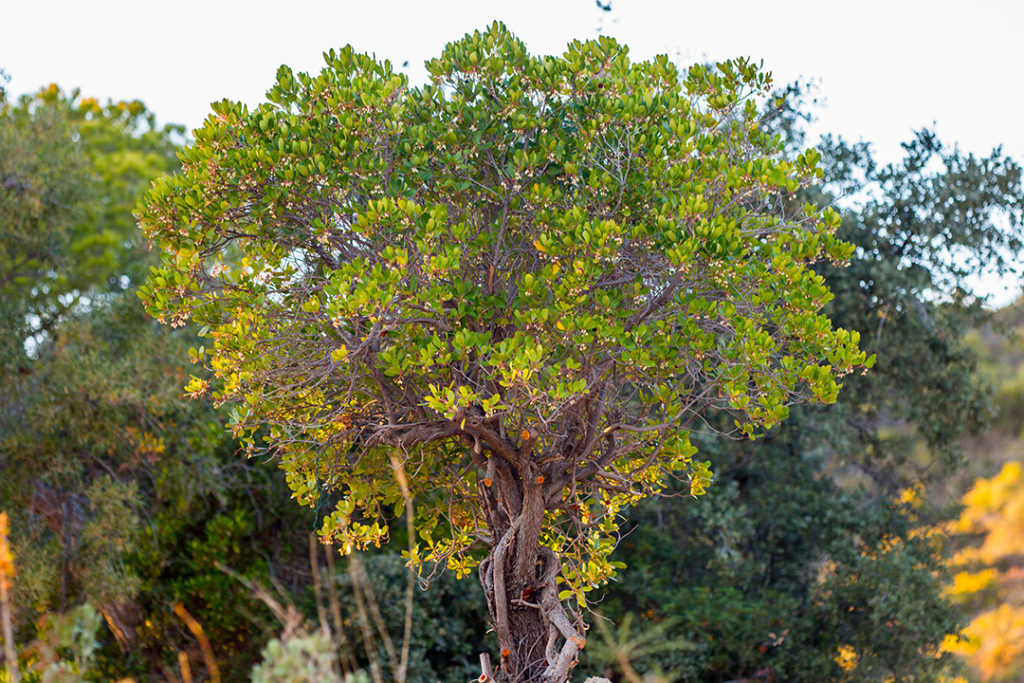El madroño, un árbol de coloridos frutos