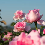 La belleza es la principal característica de la rosa. Su fruto es una fuente de vitamina C y es una planta muy presente en Sembrando Oxígeno.