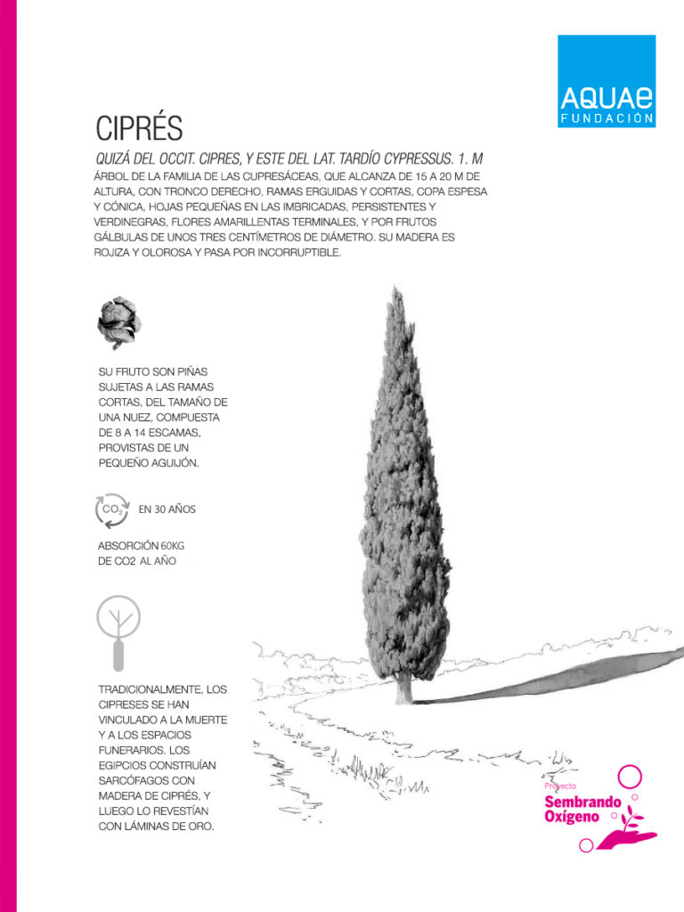 Descubre el ciprés, un longevo árbol ideal para reforestar zonas que así lo requieren