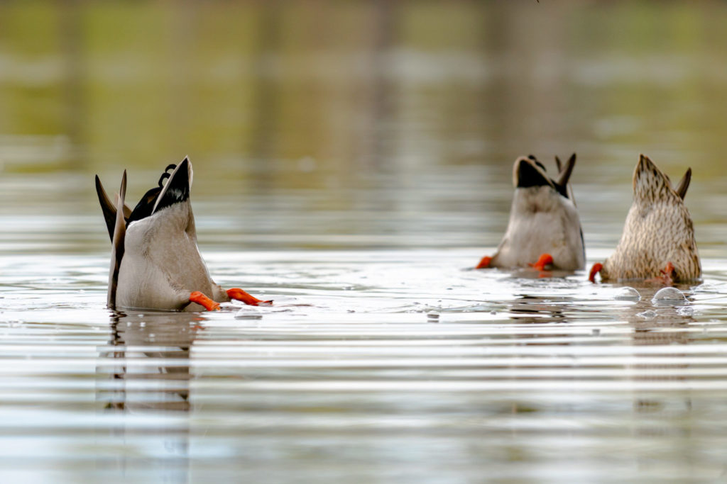 El pato cuchara, una peculiar especie que filtra el agua con su pico