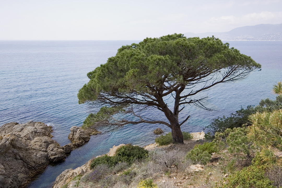 Pino piñonero, un árbol mediterráneo