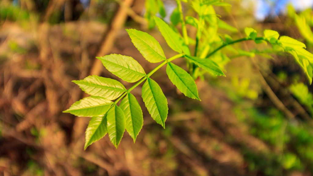 El fresno, un voluminoso árbol compuesto de pequeñas hojas verdes
