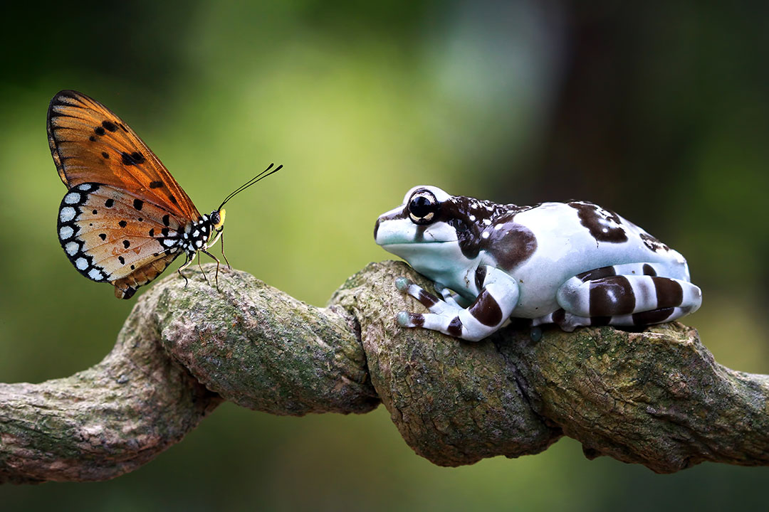 El ecosistema y cómo afecta a la biodiversidad - Fundación Aquae