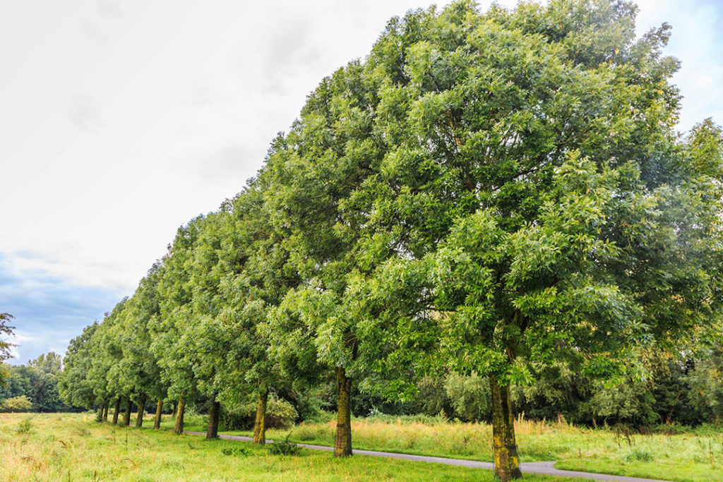 El fresno, un voluminoso árbol compuesto de pequeñas hojas verdes
