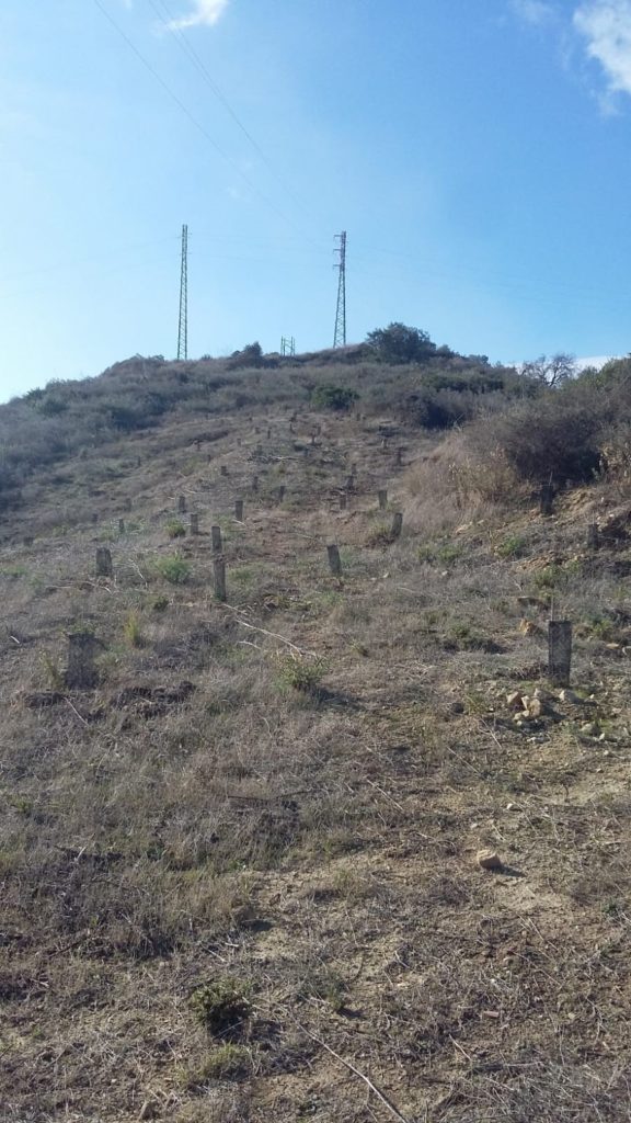 Manilva cumple un año de su reforestación en el marco de 'Sembrando Oxígeno'