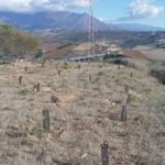 Manilva cumple un año de su reforestación en el marco de 'Sembrando Oxígeno'