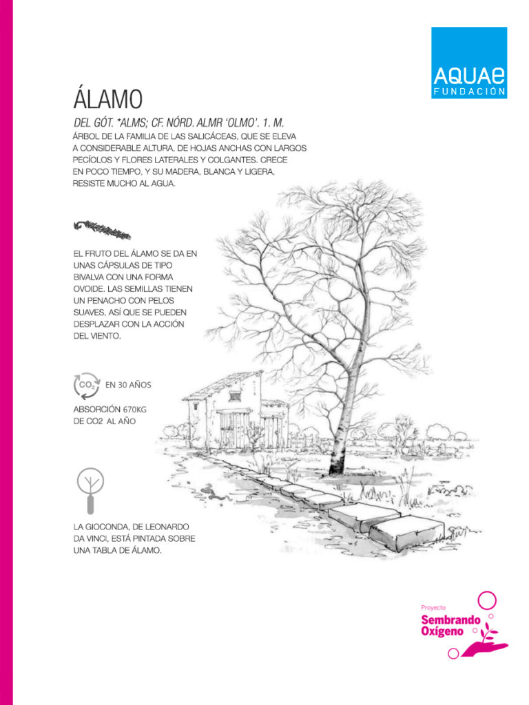 El álamo: un tesoro natural que nos conecta con la historia