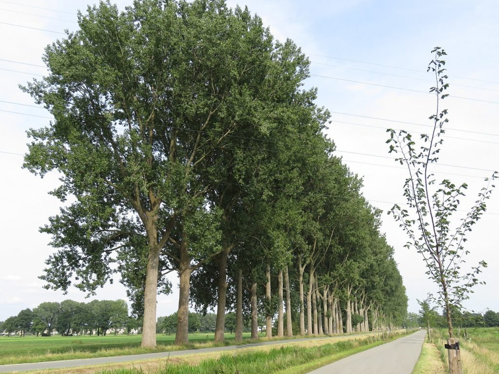 El álamo es un árbol caducifolio que puede llegar a alcanzar los 25 metros de altura