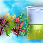 Experimento químico: crea algas desde casa