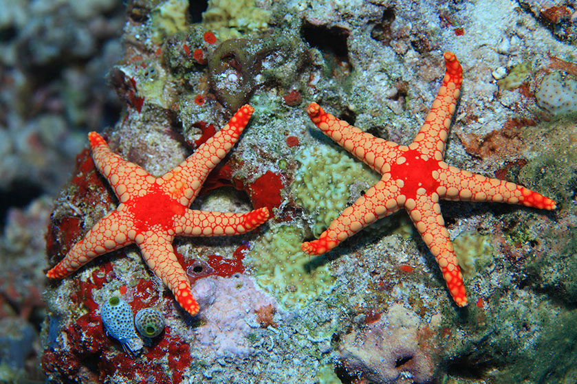 Dos ejemplares de estrella Fromia nodosa, llamada comúnmente estrella espinosa.