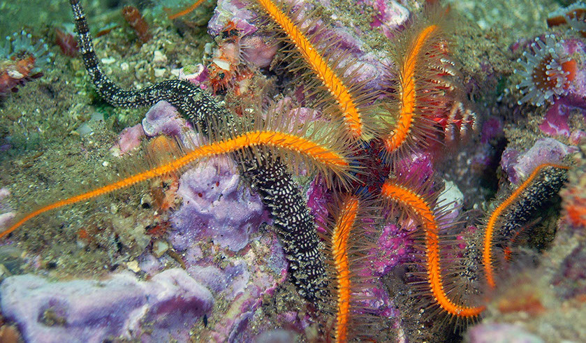 Ofiuras de dos especies distintas comparten espacio en un arrecife del Pacífico
