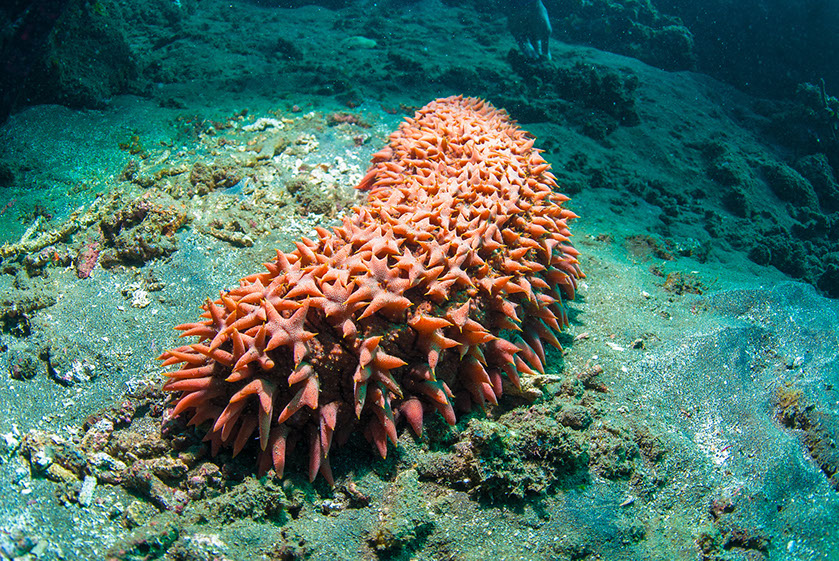 Una holoturia roja se arrastra por el fondo marino cerca de Bali, Indonesia