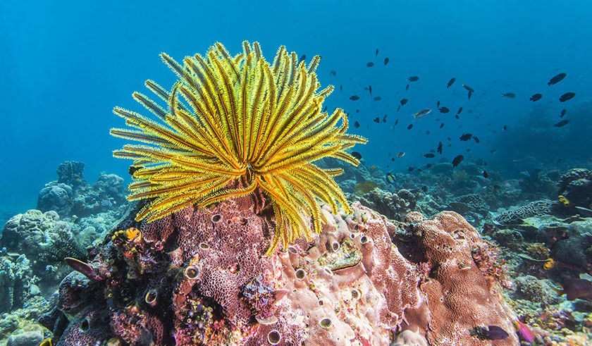 Un lirio de mar mece sus brazos en las cálidas aguas de un arrecife coralino