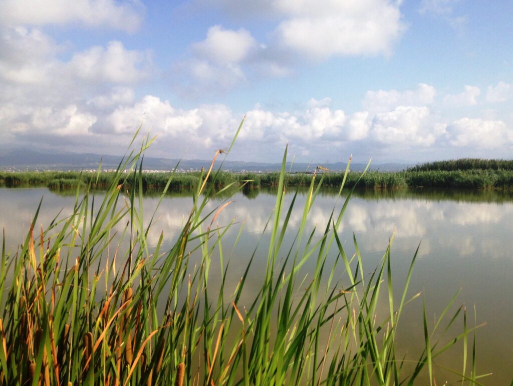 Delta del Ebro: un entorno acuático de gran valor ecológico