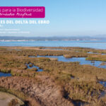 Los humedales de depuración del Delta del Ebro: espacio protagonista de 'Encuentros para la Biodiversidad'