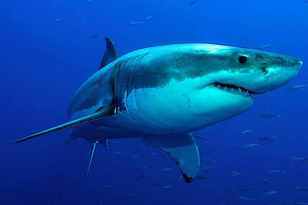 La piel del tiburón, un ejemplo de biomimesis