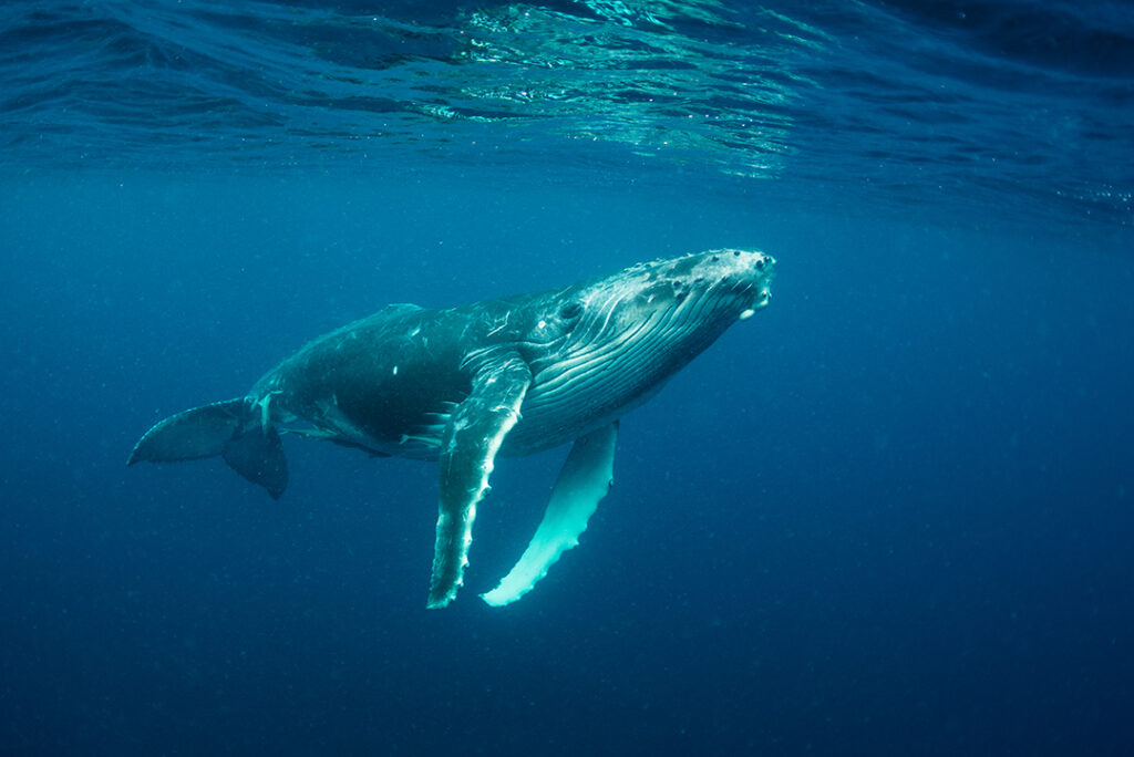 La aleta de las ballenas, un ejemplo de biomimesis