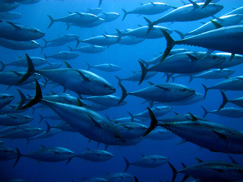 ATUNES. Son peces migratorios de enorme importancia para el ecosistema marino, ya que se encuentran en la parte alta de la pirámide trófica. Cinco de las ocho especies de atún existentes están en peligro de extinción. Ugo Montaldo © Shutterstock.