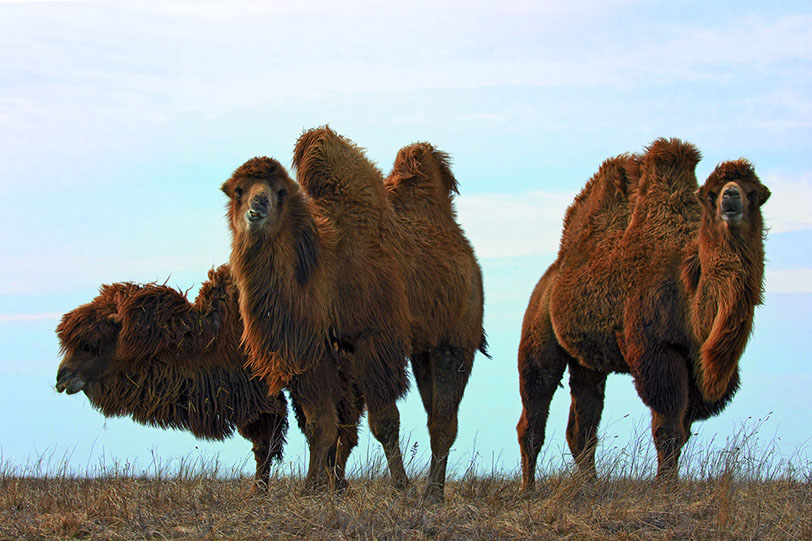 CAMELLO BACTRIANO. De pelaje pardo oscuro, este tipo de camello vive en cautividad en las estepas y zonas desérticas de Asia central. Yakov Oskanov @ Shutterstock.