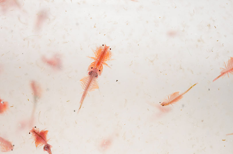 ARTEMIA SALINA. Este diminuto crustáceo (no llega a 2 cm en estado adulto) es un alimento habitual de muchos peces en estado larvario, lo que la hace muy valiosa en acuicultura. PNSJ88 © Shutterstock.