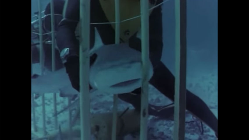 El explorador francés inició la serie de forma espectacular, analizando el comportamiento de los tiburones del Mar Rojo, el océano Índico y el golfo de Adén. Fotograma de Tiburones/El mundo submarino de Jacques Cousteau.