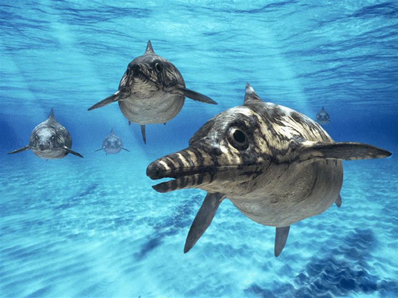 ICTIOSAURIOS. Parecidos morfológicamente a los delfines, los ictiosaurios formaron un numeroso y variado género de reptiles marinos que pobló los océanos desde el Triásico hasta el Cretácico.