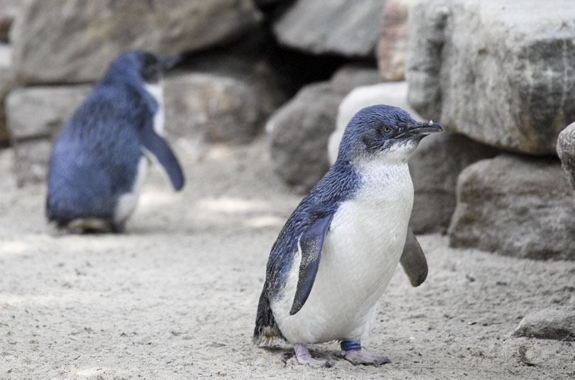 El más pequeño de los pingüinos es el azul, que vive en Nueva Zelanda y en el sur de Australia. Mide unos 40 cm de altura y pesa poco más de 1 kg. HitManSnr © Shutterstock.
