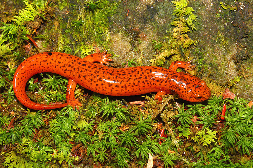 SALAMANDRA ROJA. A diferencia de la mayor parte de anfibios, las salamandras se reproducen en tierra y solo entran en el agua para desovar. Pueden regenerar los miembros que pierden. Jason Patrick Ross © Shutterstock.