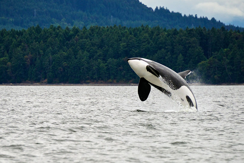 Con sus casi 8 m de longitud, la orca es el delfínido más grande que existe. Cazadora implacable, su dieta incluye desde peces y calamares hasta morsas y ballenatos. Doptis © Shutterstock.