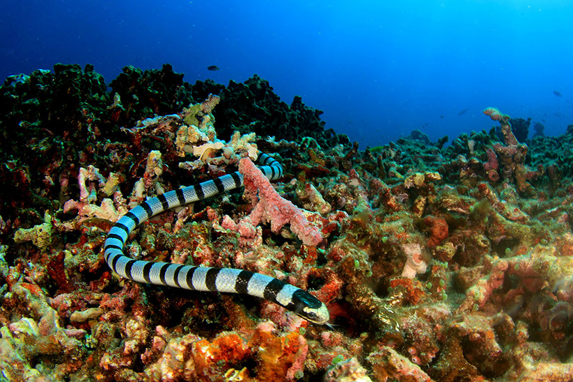SERPIENTE MARINA RAYADA. Las serpientes marinas, que viven exclusivamente en las aguas del Indo-Pacífico, son extremadamente venenosas. Rick Carey © Shutterstock.